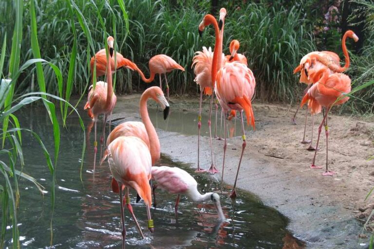 Zoológico de Barranquilla